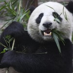Antivirus de Panda se reconoce a sí mismo como un virus