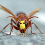 Beber alcohol sin emborracharse es posible, pero solo para esta especie de avispa