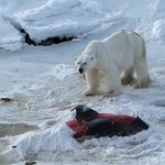 Osos polares ahora se alimentan de delfines