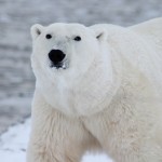 Los osos polares podrían extinguirse por la falta de alimento