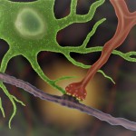 Por primera vez logran ver neuronas interactuando en tiempo real