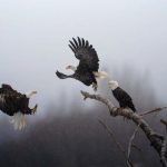 Las 10 mejores fotografías del año para National Geographic