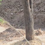 Nuevo reto viral: ¿Puedes ver al leopardo?