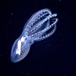 El misterioso pulpo de cristal