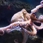 ¿Sabías que los pulpos pueden sobrevivir en aguas gélidas gracias a su sangre azul?