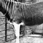Intentan revivir a uno de los animales extintos hace más de 100 años