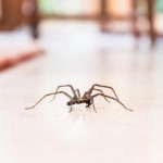 Por qué nunca deberías matar una araña en tu casa