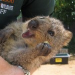 10 Datos curiosos del Quokka, el animal más feliz del mundo