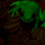 La primera rana fluorescente del mundo