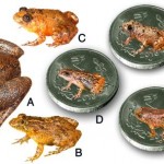 Descubren cuatro ranas que caben en la uña del pulgar