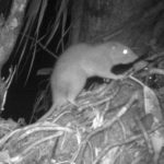 Obtienen las primeras fotos de una rarísima rata gigante que come cocos