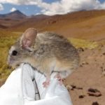Encuentran al primer mamífero capaz de habitar a más de 6.700 metros de altura, y es toda una sorpresa