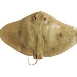 La raya mariposa tentaculada regresa de entre los muertos