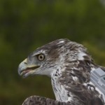 Salvando a la águila perdicera: GPS para evitar choques con el tendido eléctrico