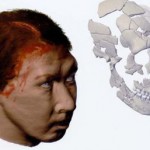 La cara humana evoluciona en función del tamaño del cerebro