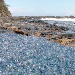 Lo que cubre esta playa no es plástico, sino miles de organismos tan tóxicos que se conocen como terrores flotantes