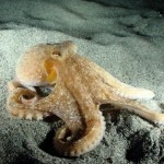 Los asombrosos ojos del pulpo eligen qué color percibir para adaptarse a la profundidad del agua