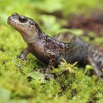 Una rana y una salamandra siberiana producen alcohol y glicerina para sobrevivir a temperaturas bajo cero