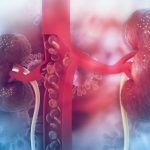 Estudio: los riñones actúan sobre la sangre de manera diferente a lo que se pensaba antes