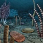 Estos fósiles de Canadá reescriben la evolución de los animales marinos complejos