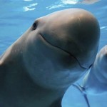 La Vaquita Marina está más cerca de desaparecer