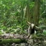 Captan a un oso hormiguero con movimientos de Kung-fu
