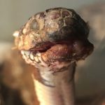 ¿Sabías que existe un hongo que hace que las serpientes parezcan momias?