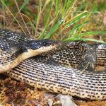 “Rara” y con un “estilo de vida secreto”: Identifican una nueva especie de serpiente rata en Oriente Medio