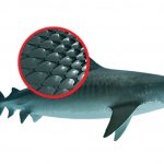 LOS TIBURONES TIENEN UNA PIEL ÚNICA QUE LES PERMITE CERRAR HERIDAS RÁPIDAMENTE