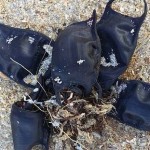 ¿Qué es esto tan extraño encontrado en una playa?