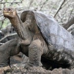 La esperanza de «resucitar» al «solitario George»
