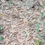 ¿Puedes encontrar la serpiente venenosa que hay oculta en esta imagen?
