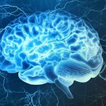 Científicos descubrieron por qué el cerebro humano es más grande que el de los simios