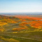 Las mejores fotos del superbloom, el fenómeno que cubre las áridas montañas de California de flores
