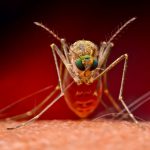 Descubren ‘supermosquitos’ resistentes a insecticidas en el sudeste asiático