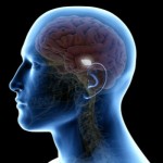 Un gran cerebro debido a comer fruta