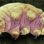 Las criaturas más indestructibles de la Tierra presentan un punto débil
