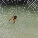 Seda de araña hecha en laboratorio