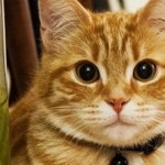 Inventan un dispositivo para oír igual que un gato: estos son sus beneficios para la salud