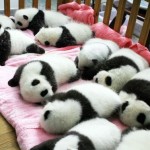¿Existe un animal que no necesite dormir?