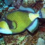 Pez ballesta: Todo lo que debes saber sobre esta especie.
