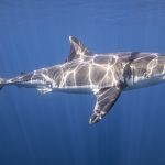Dos tiburones blancos machos nadan más de 6.000 kilómetros juntos y los científicos no saben por qué
