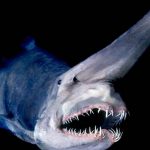 5 Datos del tiburón duende