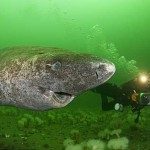 El tiburón de Groenlandia, temible criatura que se alimenta de osos polares