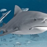 ¿Sabías que los embriones del tiburón toro se devoran unos a otros en el vientre materno?