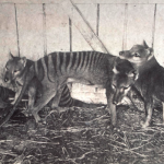 El misterioso tigre de Tasmania revela sus secretos 80 años después de su extinción