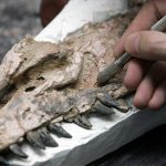 “Extremadamente raros”: Descubren los primeros vestigios fósiles de un tiranosaurio bebé