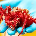 Encuentran más de 100 especies de criaturas no identificadas en las profundidades marinas de Tasmania