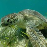 Las tortugas marinas se están recuperando, pero ¿Cuáles son los efectos en los ecosistemas costeros?
