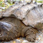 Encuentran tortuga caimán después de 30 años